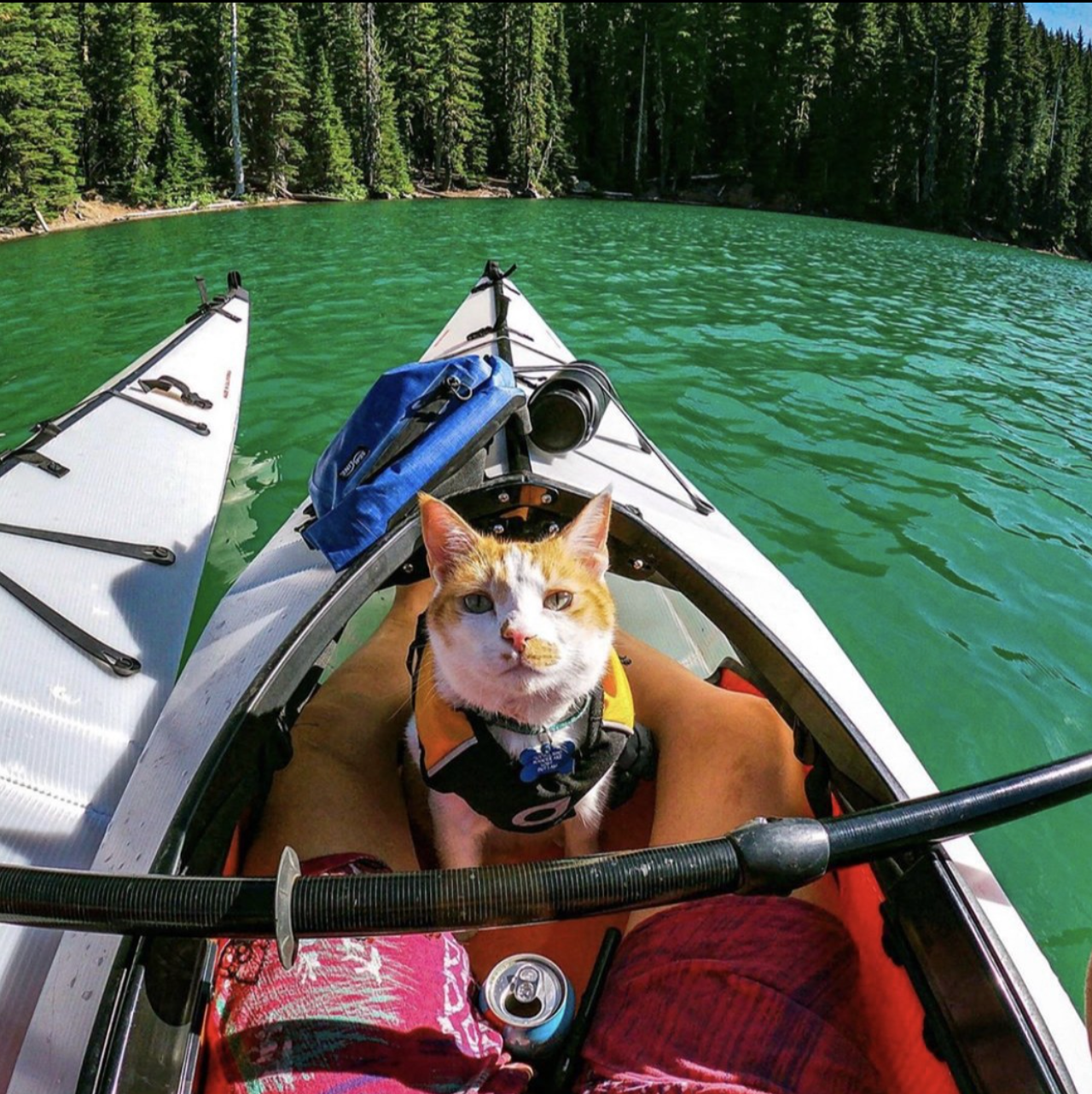Cat riding in the cockpit of an Oru Bay ST Kayak out on the water.