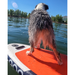 Dog riding a Loon Feather Light Standard SUP out on the water.