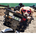 Electric Bike Company with dog in basket wearing sunglasses.